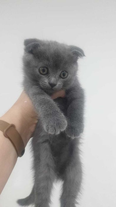 Вислоухая мадам Шт
