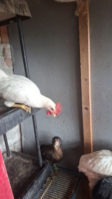 Cocosi si cocosei pentru rase de gaini ouatoare