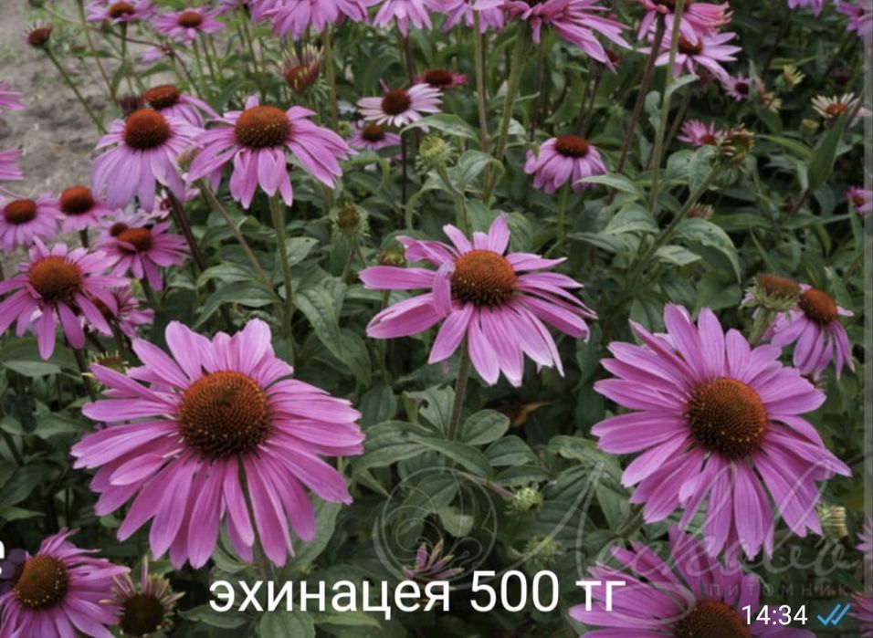 Лилейники хосты ирисы пионы гортензия клематис