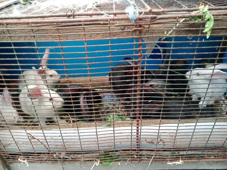 Продаются крольчата.
