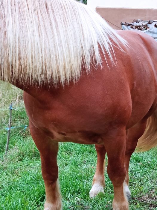 se vinde iapă de 5 anii gestantă 8 luni cu ecografie