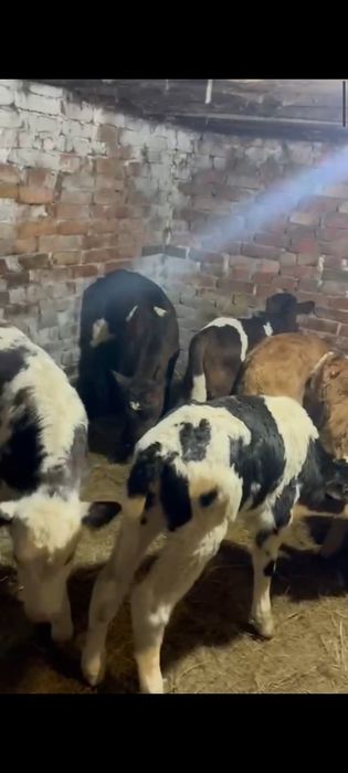 Телята бычки и телочки