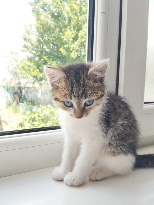 Отдам котенка в добрые руки