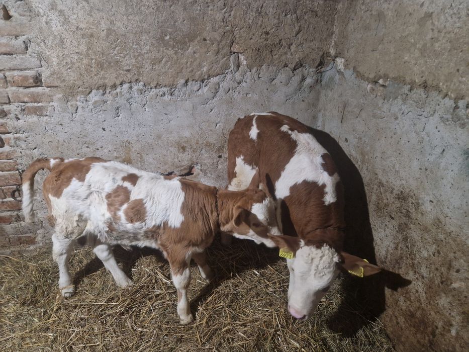 Vând un tauras si o vitea