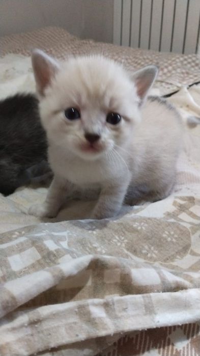 Котята от Шотландской кошки