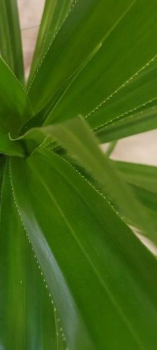 Панданус (Винтовая Пальма)