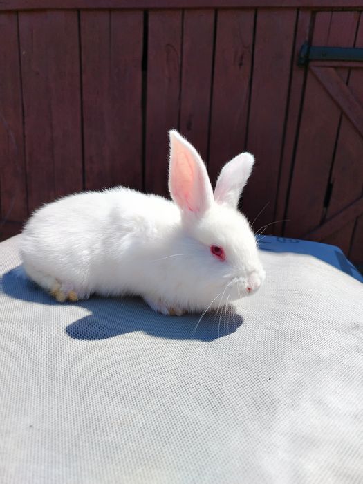 Vand pui de iepure de 1 luna