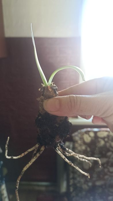 Продам Гиппеаструм