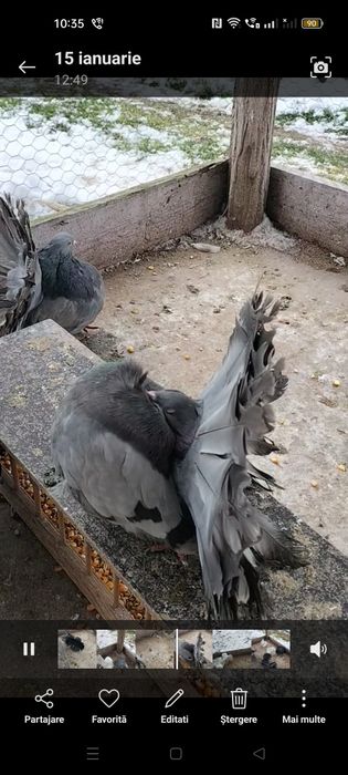 Vând sau schimb porumbei voltati