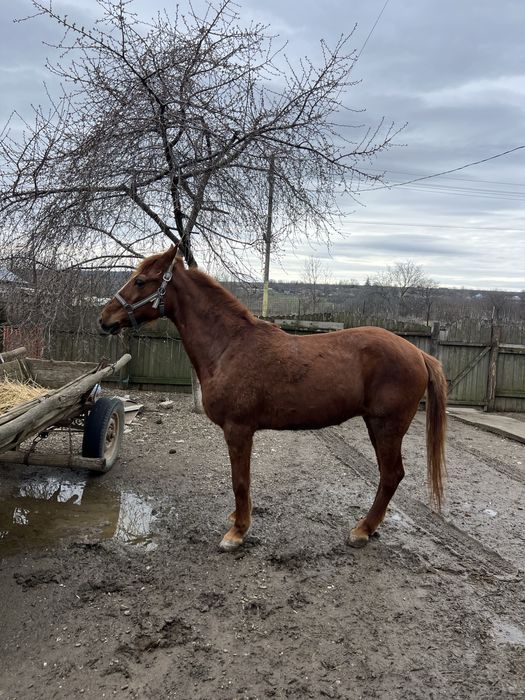Vând iapă tânără aproximativ 8 ani, sănătoasă și cuminte!