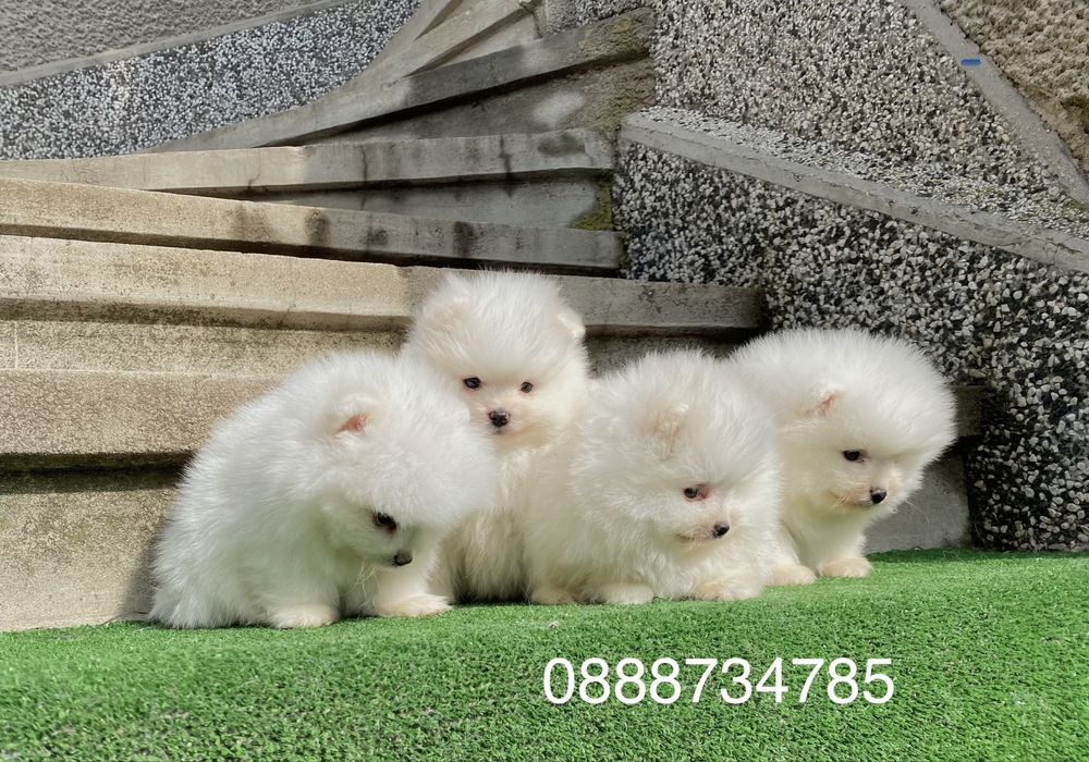 Померан померани мини