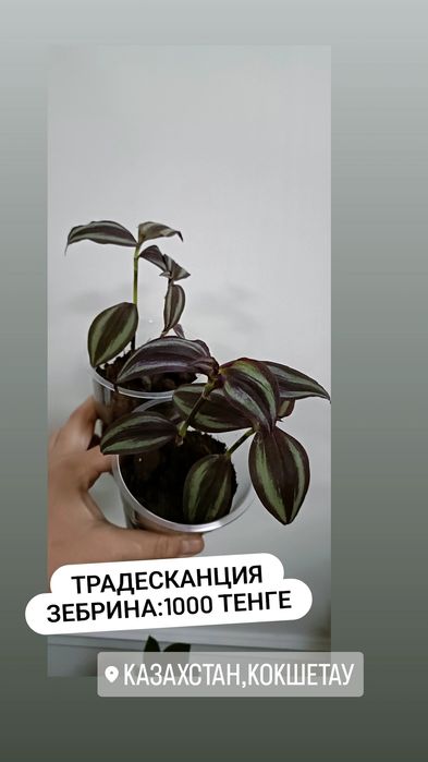 Комнатные цветы по 1000 тенге