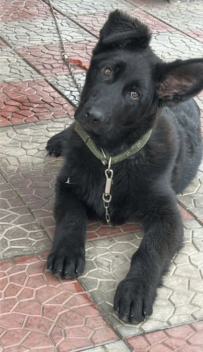 Чистокровные "немцы". Мощь и надёжность!