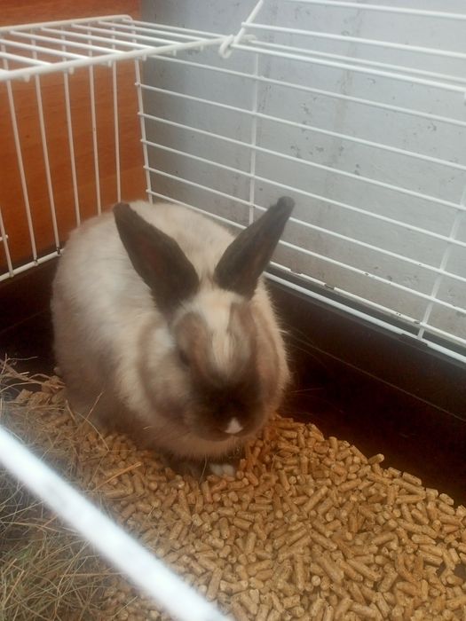 Декоративный кролик в клетке с приданным