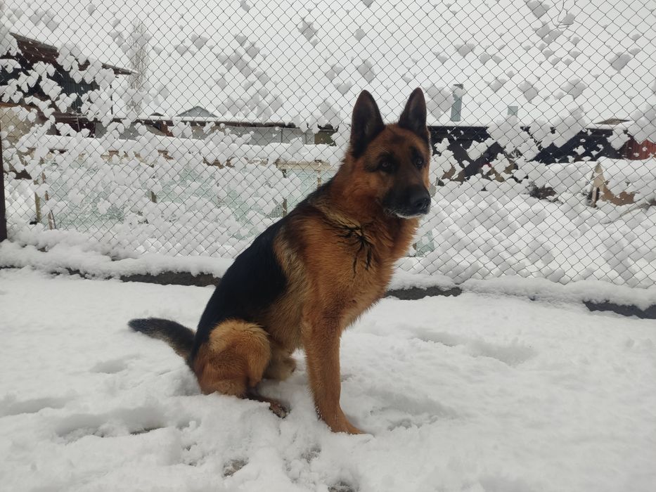 Немецкая овчарка гатов к вязке