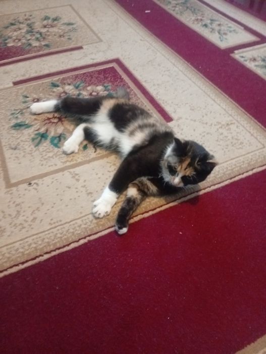 Домашний  Мысык сатылады