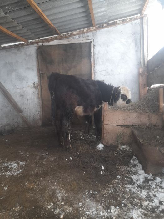 Еркек Потсос бузау