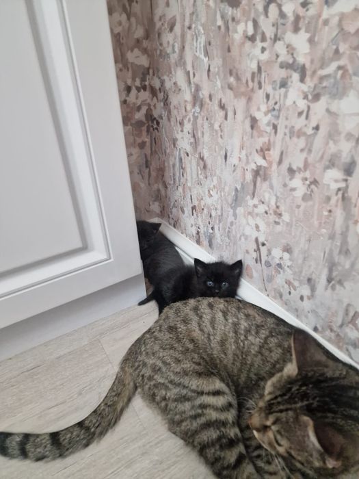 Отдам котят в добрые руки