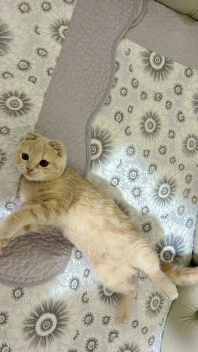 Mushukcha sotiladi 3 oylik skotish fold