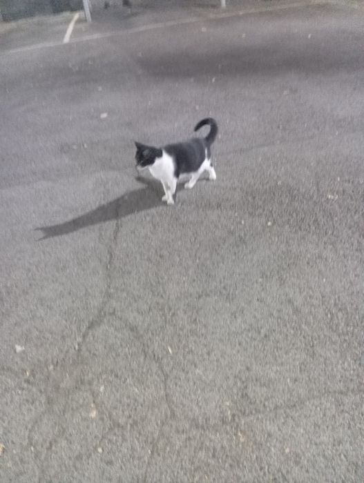 Кошка в добрые руки