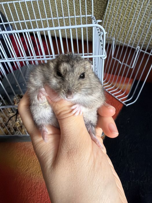 Хомячок по кличке Пуся