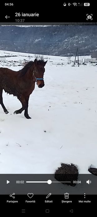 Vand mânz de 10 luni