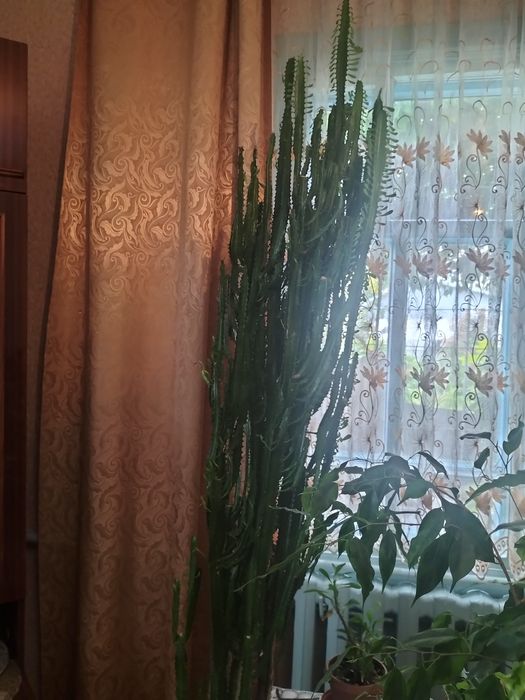 Комнатые и домашрие цветы