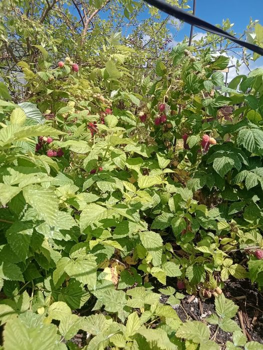 Продам дачу район Новопавловки