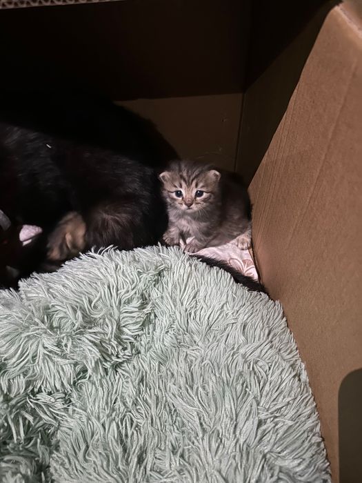 Домашние котята 4 штуки