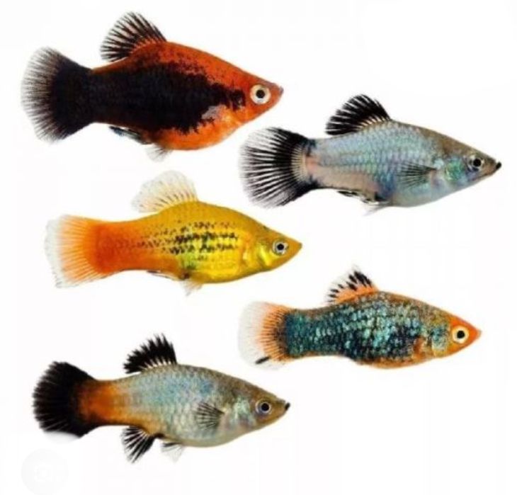 Продам рыбки живородки.