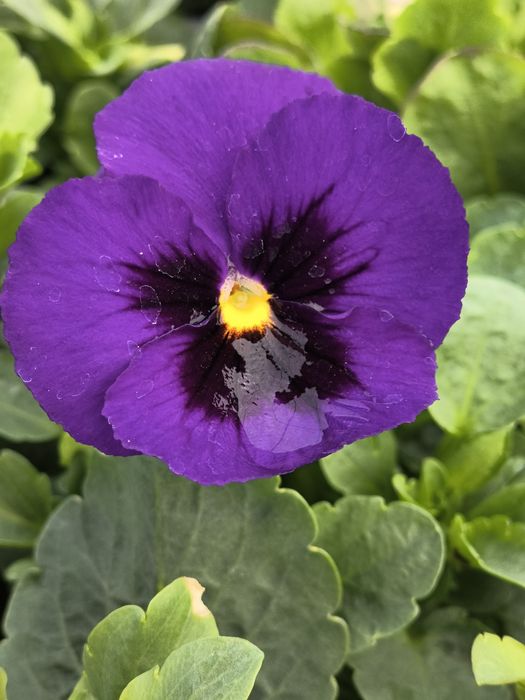 Теменужки едроцветни