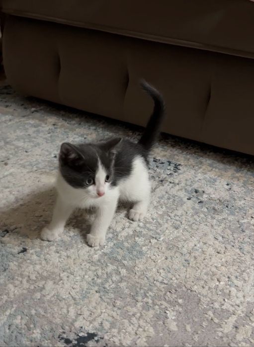 Котенок в добрые руки