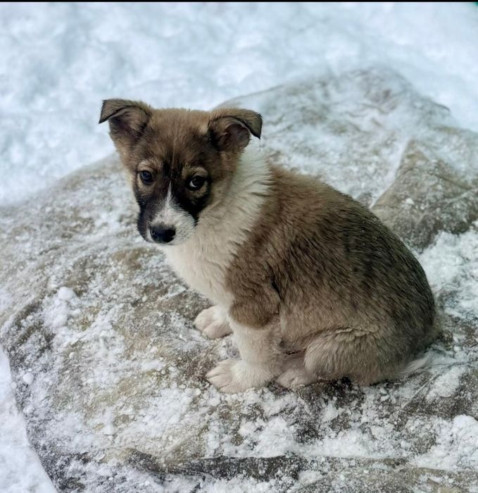 Отдам щенка 2,5 месяца крупные