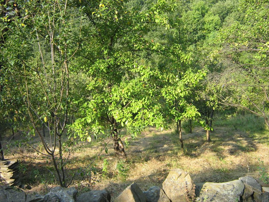 Продава се Къща в с. Белиш, Област Ловеч - 60 кв.м за 334 €/кв.м - Снимка #4