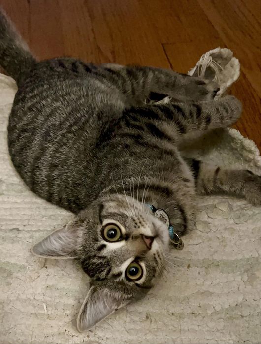 Кошка кот мысык мальчик