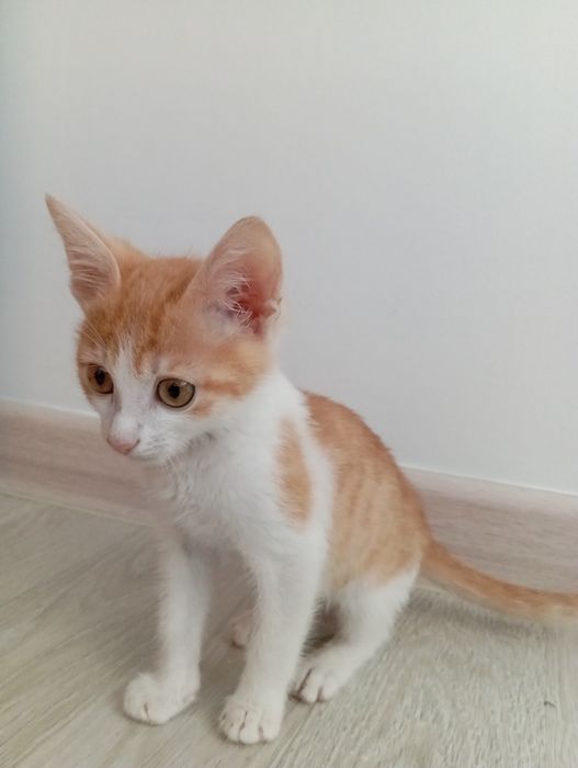 Котёнок в хорошие руки