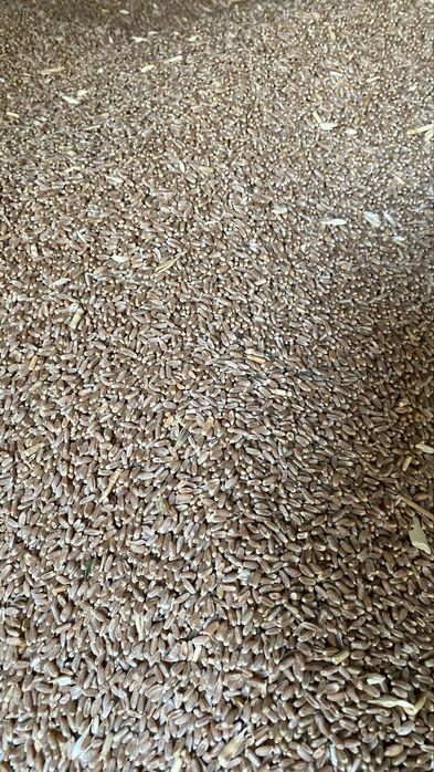 Бидай 180тг местный ұрыққа