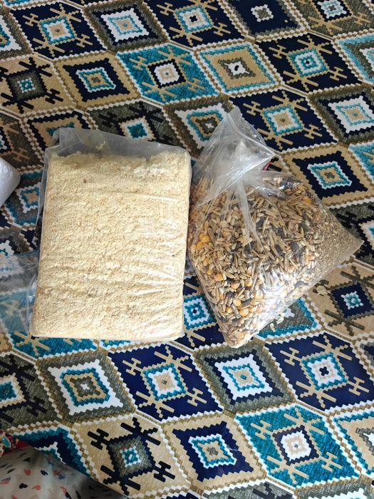 Продаётся джунгарский хомяк со всем необходимым.