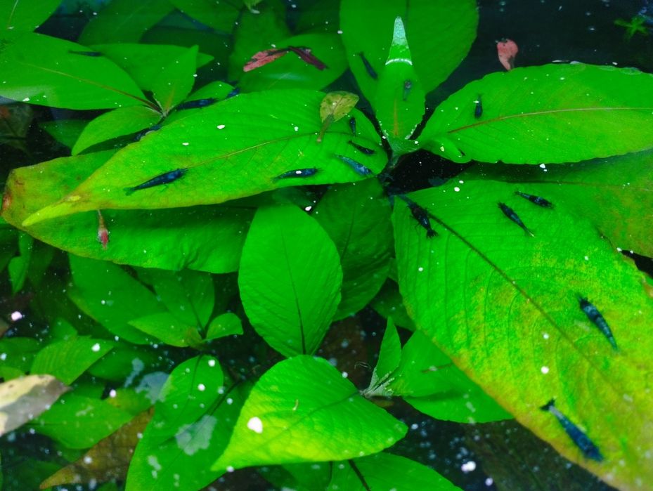 аквариумные креветки