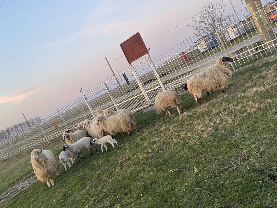De vanzare oi …….