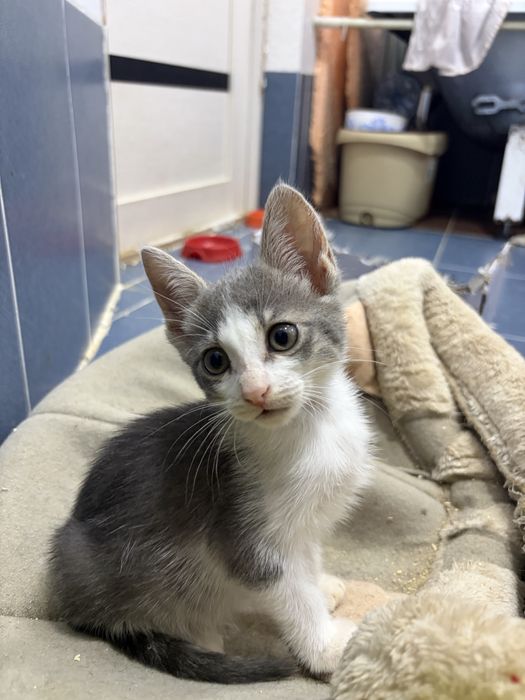Нюша девочка котенок в добрые руки