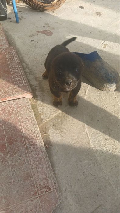 Пристраиваются щенки