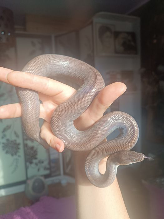 Продам Колумбийского удава