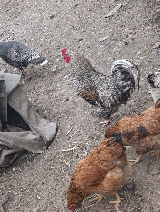 Продам петухов домашние
