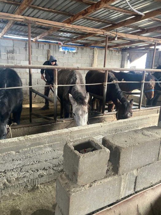 Тайчики на согым