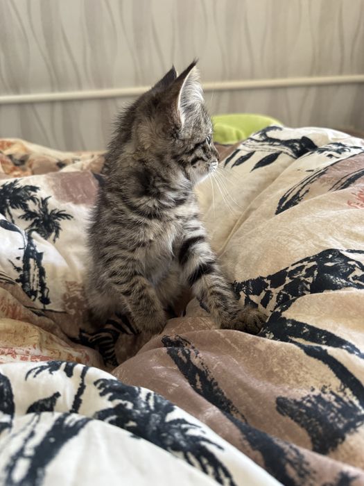 Отдам котенка в добрые руки