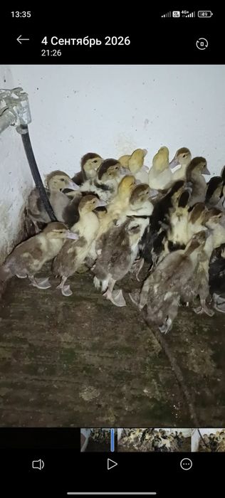 Индоутки продам срочно