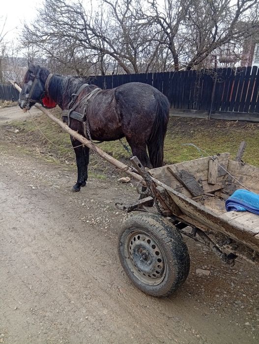 Vând cal de 2 ani