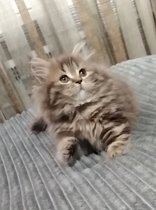 Шикарная Шотландская девочка..