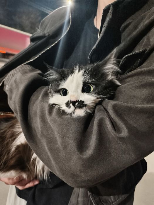 Отдаю в хорошие руки!!!